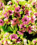 загружено (1)55